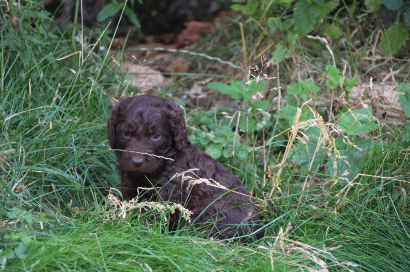 Cockapoo dværg Designer Hunde