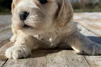 Cockapoo dværg Designer Hunde