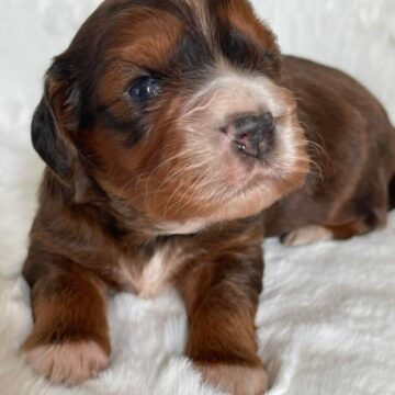 Ft. Cockapoo Fantastisk smukke Ft. Cockapoo hvalpe 1 smuk tricoller drenge det bliver nogle dejlig skønne bamser str 8-10 kg 28-35 cm mor og far har et fantatisk sind Mor Ft. Cocker. fuld DNA tester far : skøn mahognifarvet dv.puddel fra Tyskeland fuld DNA testet for arvlig sygdomme så ønsker i en dejlig aktiv hund der er klar på leg med børnene eller med forældre på en løbetur, jagt så er cockapoo et godt valg rejseklar 25-5-23 Tlf: 20587484