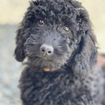 Fantastisk smukke Goldendoodle er kendt for sin Charmerende personlighed og allergivenlig pels, Goldendoodler har vundet mange hjerter med sin skønhed og venlighed. Vi har fået nogle skønne Sorte bamser  forventet str , Ca, 15 kg & 45 cm mor og far har et fantastisk sind Mor Goldendoodle fra Tyskland efter fuld DNA tester forældre.  far : skøn Mahogni farvet Dv.puddel fra Tyskland fuld DNA testet for arvelig sygdomme så ønsker i en dejlig familie hund der er klar på leg med børnene eller med forældre på en løbetur så er godt valg    rejseklar .uge 40 må godt blive til uge 42 hvis det passer med en ferie.        Tlf: 20587484