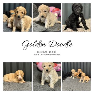 Fantastisk smukke Goldendoodle er kendt for sin Charmerende personlighed og allergivenlig pels, Goldendoodler har vundet mange hjerter med sin skønhed og venlighed. Vi har fået nogle skønne Røde / Sorte bamser  forventet str , Ca, 15 kg & 45 cm mor og far har et fantastisk sind Mor Goldendoodle fra Tyskland efter fuld DNA tester forældre.  far : skøn Mahogni farvet Dv.puddel fra Tyskland fuld DNA testet for arvelig sygdomme så ønsker i en dejlig familie hund der er klar på leg med børnene eller med forældre på en løbetur så er godt valg    rejseklar .uge 40 må godt blive til uge 42 hvis det passer med en ferie.        Tlf: 20587484