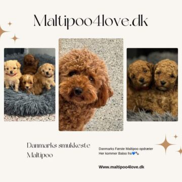 Maltipoo har et venlig og kærlig temperament. Maltipoo`s er kendt for at være meget sociale og elsker at være omkring sine mennesker. Intelligens Gode med børn og andre kæledyr, hvilket gør den ideel som familiehund  god til at tilpasse sig forskellige livsstilssituationer.  Rød-Mahogni 20587484