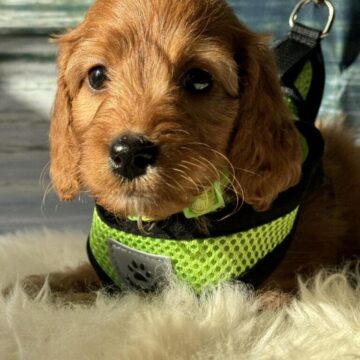       Irish Doodle er en smuk elegant familie hund der kan bringe glæde hos børn og voksne. med irisk sætter og puddel forældre er denne hund udadvendt ,venlig ,legesyg ,nysgerrig, nem at arbejde med, når det kommer til lydighed, der elsker børn forventet str. 45-50 cm ca. 15 kg far; dv.Puddel 38 cm 8,5 kg fuld DNA testet for arvelig Sygdommer Rejseklar uge 42 Tlf: 20587484