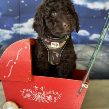 Fantastisk smukke Labradoodler er kendt for sin Charmerende personlighed og allergivenlig pels, Labradoodle har vundet mange hjerter med sin skønhed og venlighed. Vi har fået nogle skønne Chokolade bamser  forventet str , Ca, 15 kg & 50 cm mor og far har et fantastisk sind Mor Labradoodle fra Tyskland efter fuld DNA tester forældre.  far : skøn Chokolade farvet Mellem puddel fra Tyskland fuld DNA testet for arvelig sygdomme så ønsker i en dejlig familie hund der er klar på leg med børnene eller med forældre på en løbetur så er godt valg    rejseklar .uge 41 må godt blive til uge 42 hvis det passer med en ferie.        Tlf: 20587484