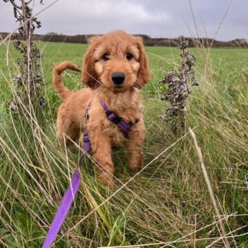       Irish Doodle er en smuk elegant familie hund der kan bringe glæde hos børn og voksne. med irisk sætter og puddel forældre er denne hund udadvendt ,venlig ,legesyg ,nysgerrig, nem at arbejde med, når det kommer til lydighed, der elsker børn forventet str. 45-50 cm ca. 15 kg far; dv.Puddel 38 cm 8,5 kg fuld DNA testet for arvelig Sygdommer Rejseklar uge 42 Tlf: 20587484