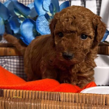 Maltipoo har et venlig og kærlig temperament. Maltipoo`s er kendt for at være meget sociale og elsker at være omkring sine mennesker. Intelligens Gode med børn og andre kæledyr, hvilket gør den ideel som familiehund  god til at tilpasse sig forskellige livsstilssituationer.  Rød-Mahogni 20587484